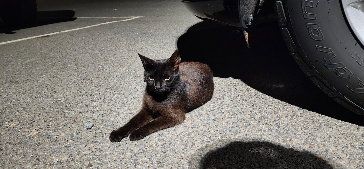 Officer Morton tweet media