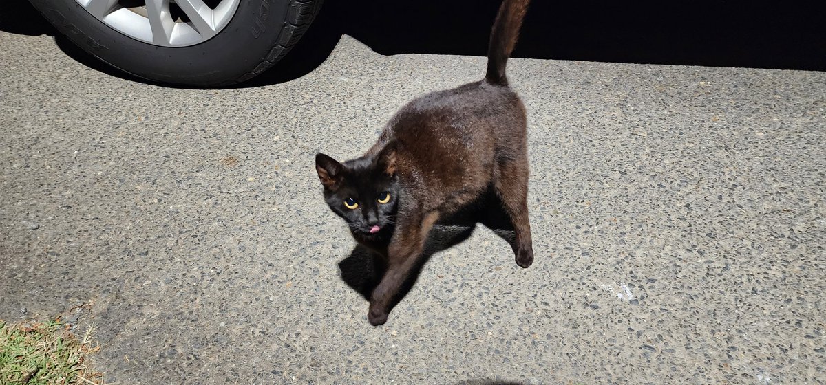 Officer Morton tweet media