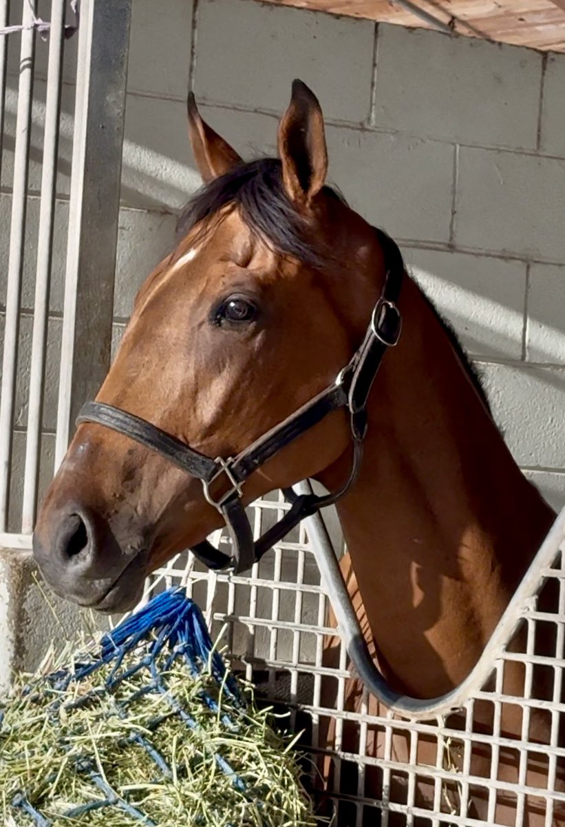 marymlight11's tweet photo. Chance To Party took on the boys today @GulfstreamPark in her first start. She was really pressed coming out of the one hole. The horse that hooked her stopped and set the race up for come from behind horses. She ran good finishing 3rd. #chanceit #FLBred #oakglenraised https://t.co/DTpuQUvUBE
