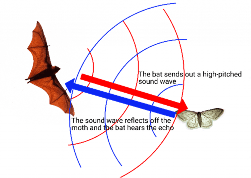 Dr_Akito's tweet image. 🦇 Did you know that moths use ultrasound to defend against bats? This fascinating predator-prey interaction shows how evolution has equipped moths with tools to survive in the wild! 🔊🦋 #MothDefense #BatSonar #UltrasoundTech