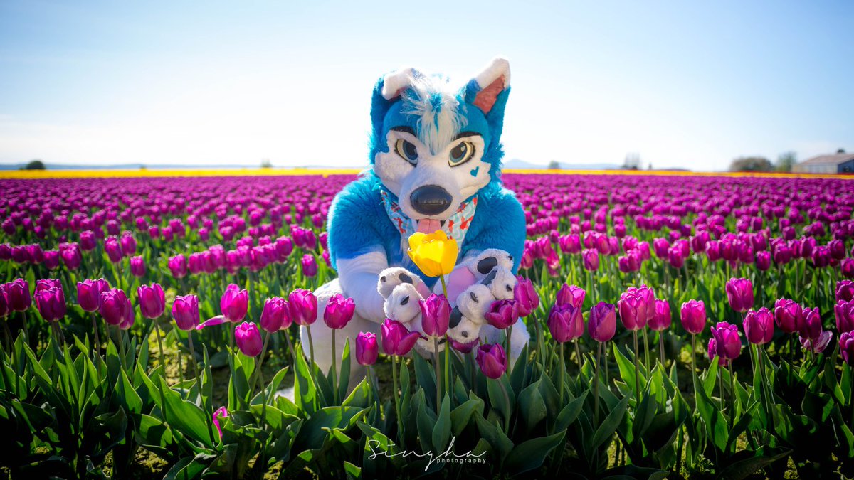"Celebrate who you are and not who you could be." -blu 💙

"Like a tulip chosen among the rest, love selects not the ordinary, but the extraordinary."

Double dose of blu for thought. 🥲
#FursuitFriday
