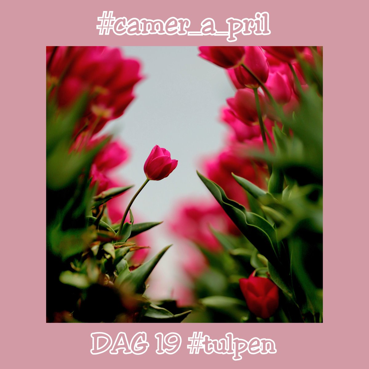 jolandabrwr's tweet image. #Goedemorgen 
DAG 19 bij #camer_a_pril en we gaan met z'n allen het grootste #tulpen feestje op sociale media vieren. Op de vaas, in een gemengd boeket, op het veld of op de markt.... als het maar tulpen zijn🌷

@TFlevoland doen jullie ook mee?
Allen een fijne zaterdag gewenst 😘