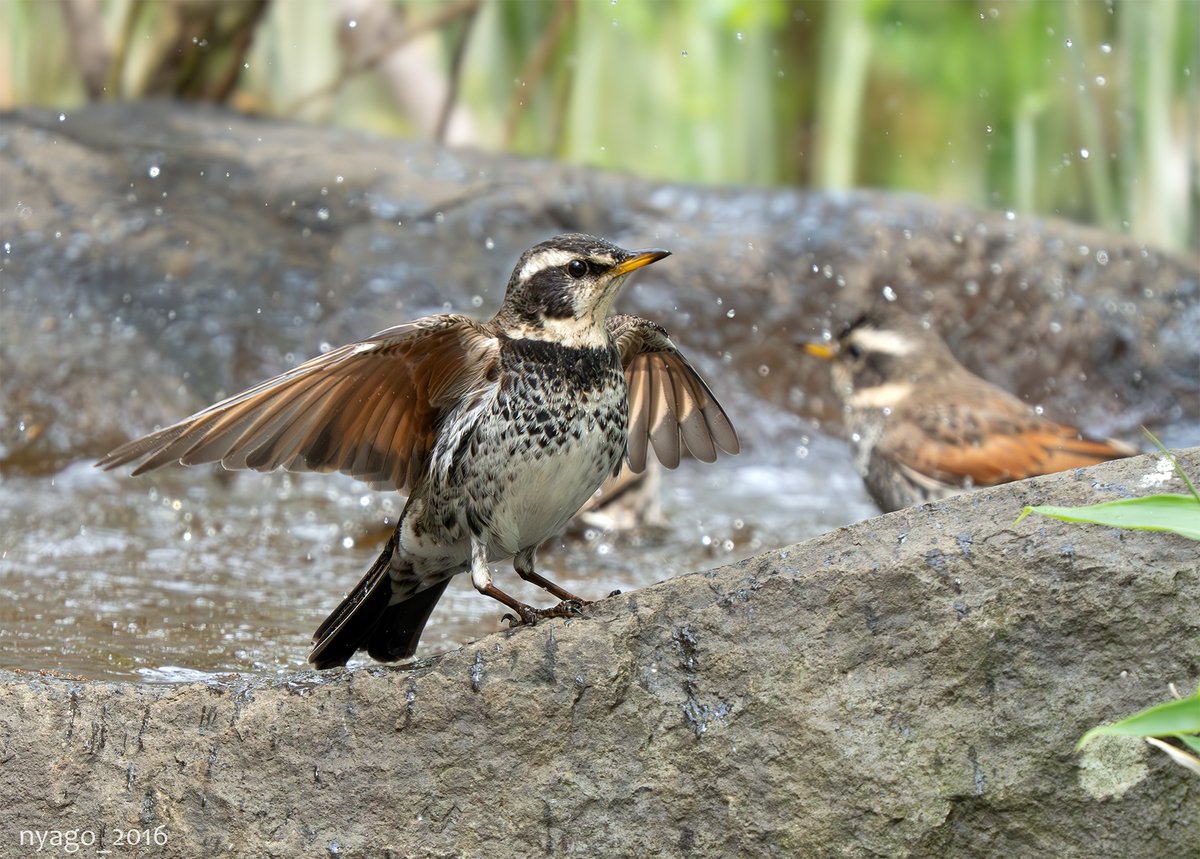 nyago_2016's tweet photo. お先に~♪🐦
#水浴び #ツグミ #DuskyThrush #鳥 #野鳥 #bird #wildbird #afterbathing https://t.co/KJP3LBAnZK
