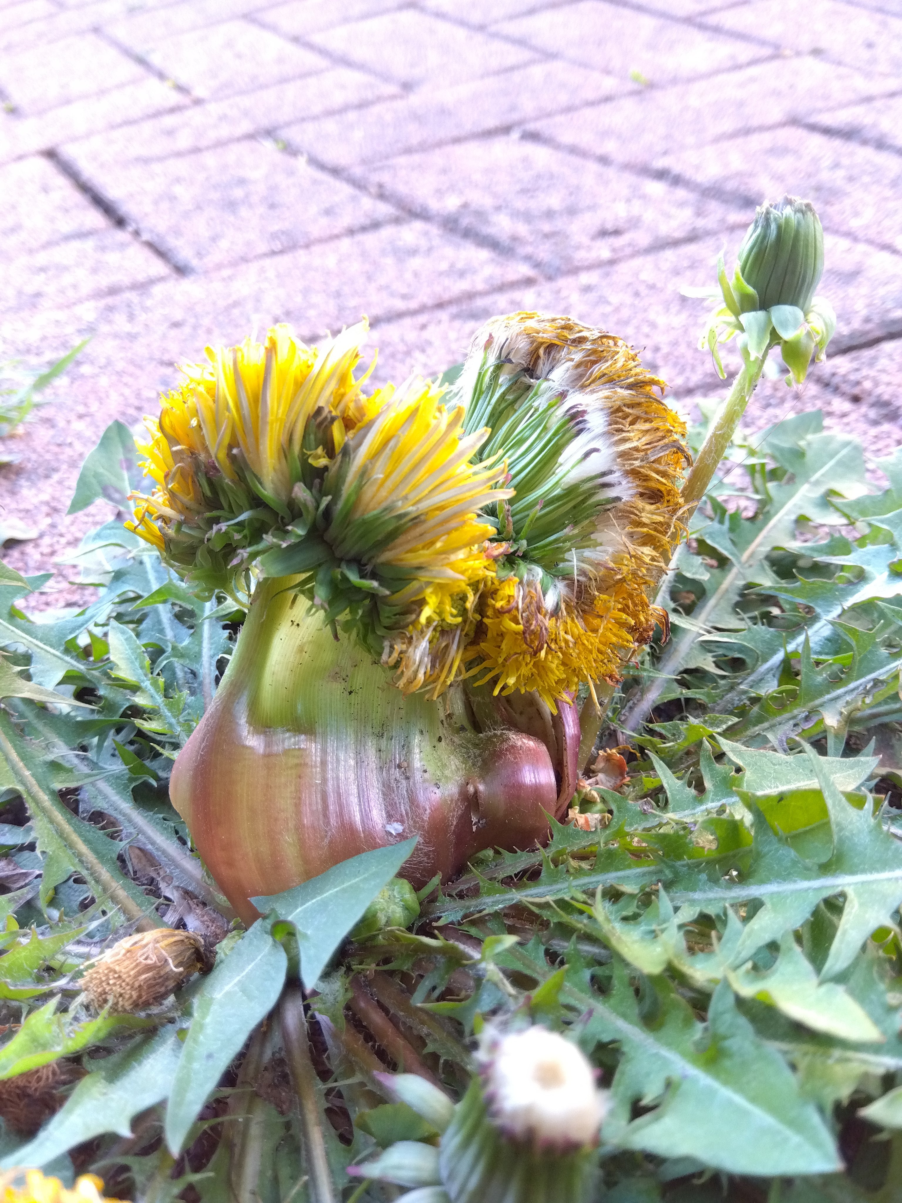 奇形タンポポ - Search / X