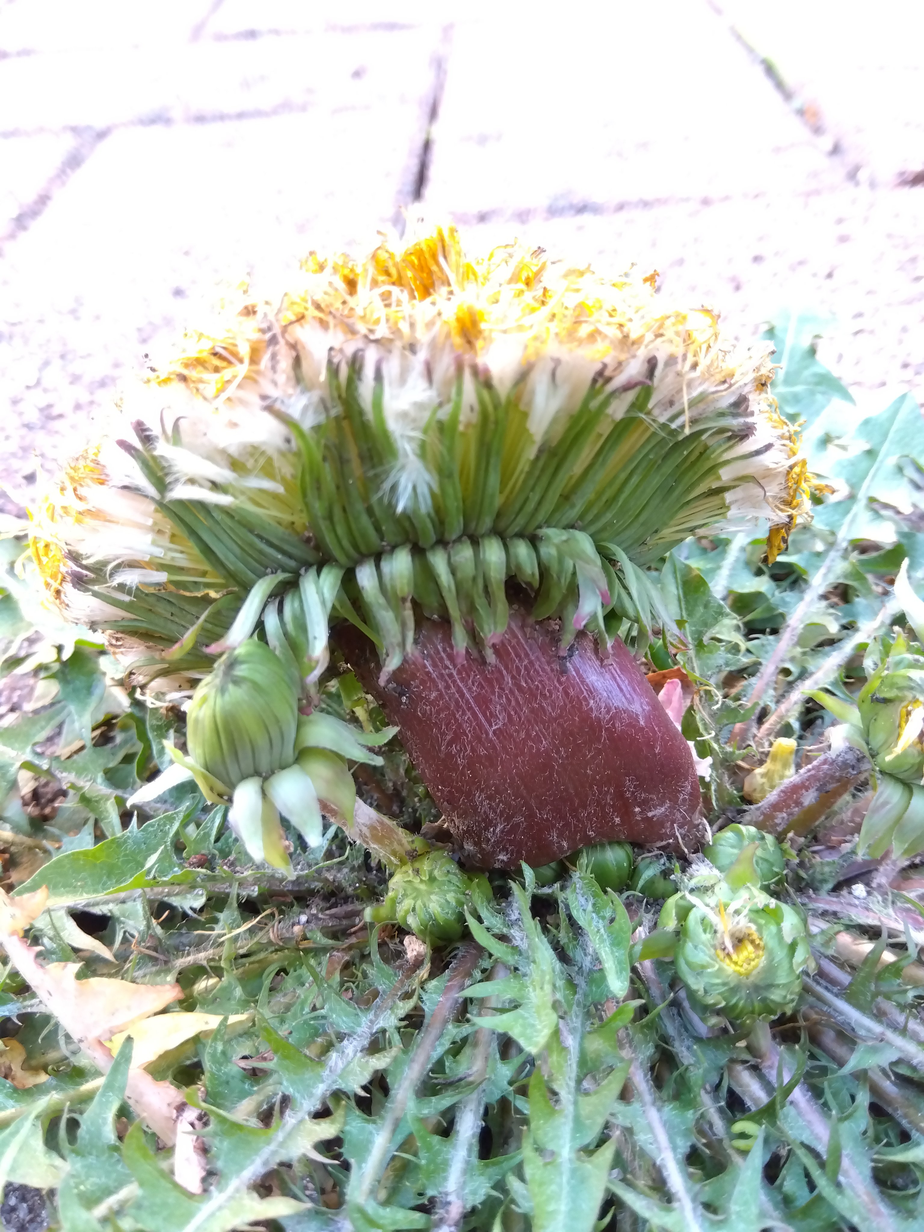 奇形タンポポ - Search / X