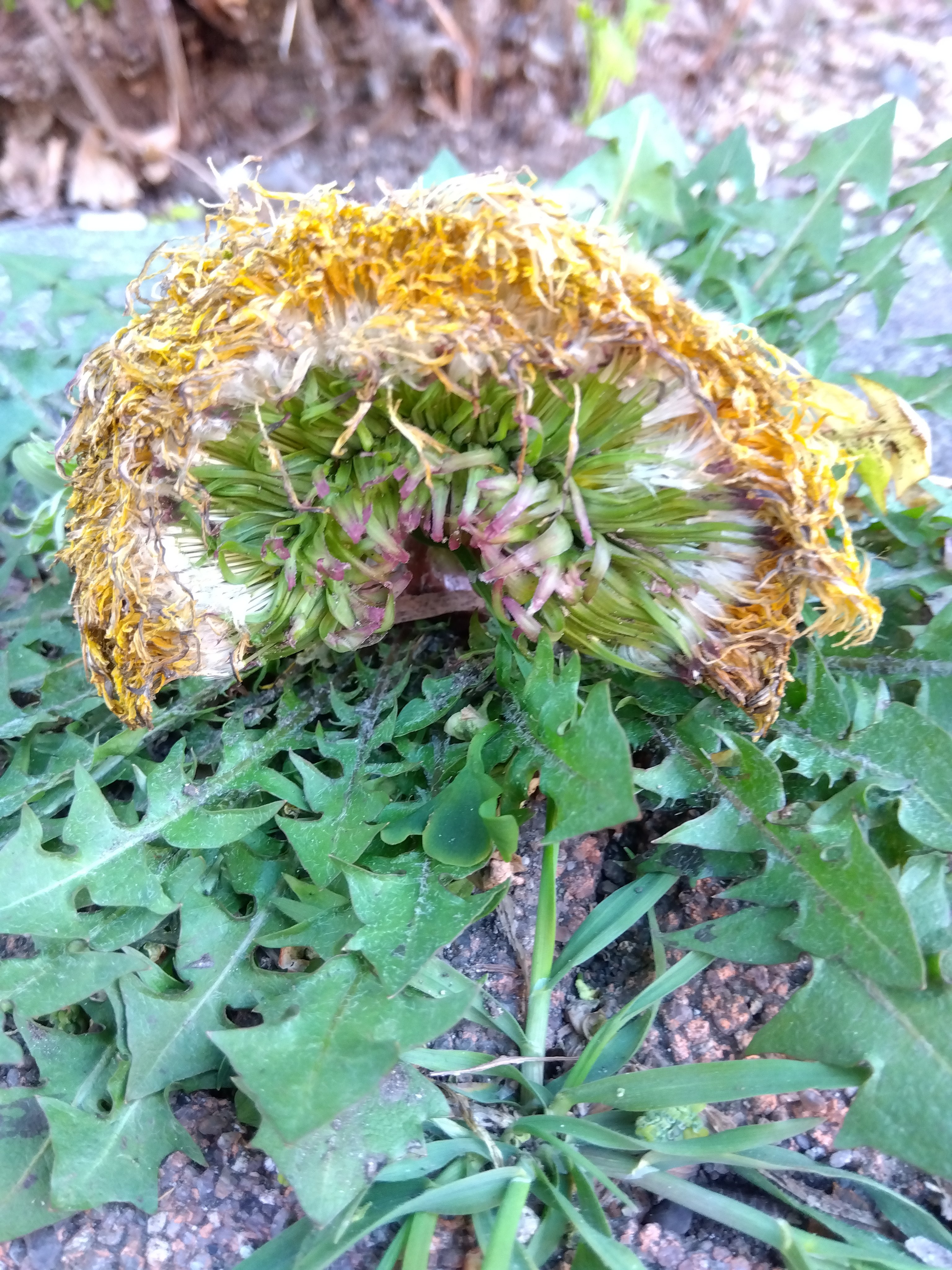 奇形タンポポ - Search / X