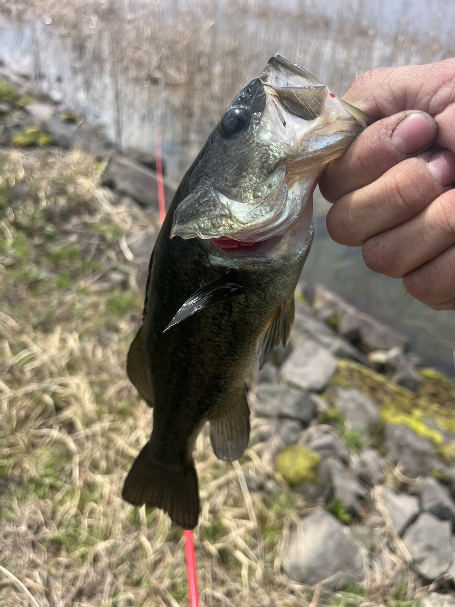 showki0920's tweet photo. デカイの釣れない🥺
#秋田のバス釣り
#Issei
#沈み蟲 https://t.co/pp2VkIkKny