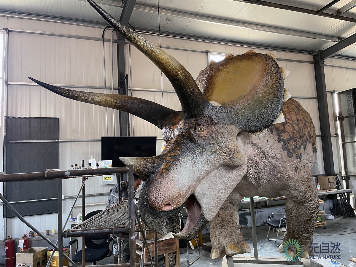 NaturalArtDino's tweet image. Another one Triceratops head making as the same time, on show in different city.