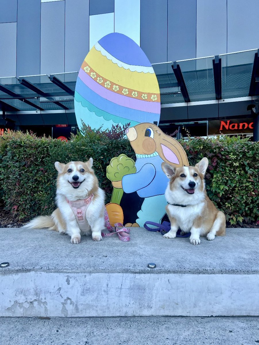 wyarreden's tweet photo. Winter and Peaches celebrating Easter 🐰🐾💜
.
Happy Easter 🐣 
.
#CorgiNamedWinter #CorgiNamedPeaches #TheGals   #DunkFamily  #AustralianCorgi  #Corgi https://t.co/59KnIHDIZA