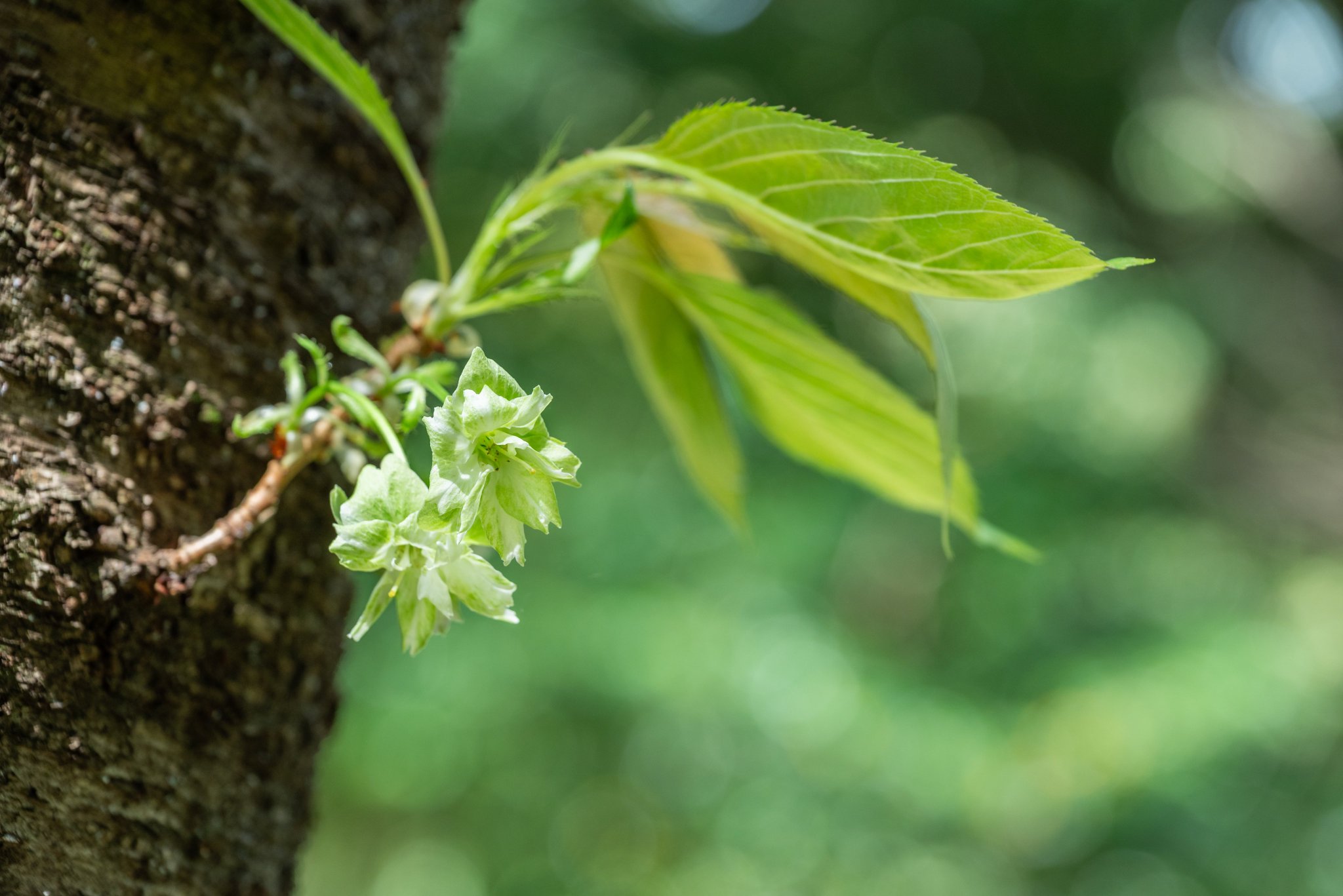MOKI★ハクセンコウ特大 P. willinckii 'Yellow Moon Dwarf' spore grown
