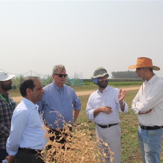 ICRISAT's tweet image. ICRISAT Director General Dr Himanshu Pathak (@HPathakOfficial), along with DDG-R @DrStanfordBlade visited ICRISAT’s chickpea breeding fields!
 
Dr Rakesh Srivastava (@rakesh4cicer), Global Chickpea Breeding Lead, shared key highlights of ICRISAT’s contributions to #chickpea