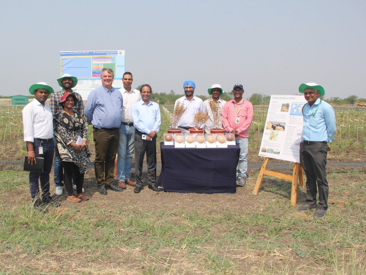 ICRISAT's tweet image. ICRISAT Director General Dr Himanshu Pathak (@HPathakOfficial), along with DDG-R @DrStanfordBlade visited ICRISAT’s chickpea breeding fields!
 
Dr Rakesh Srivastava (@rakesh4cicer), Global Chickpea Breeding Lead, shared key highlights of ICRISAT’s contributions to #chickpea