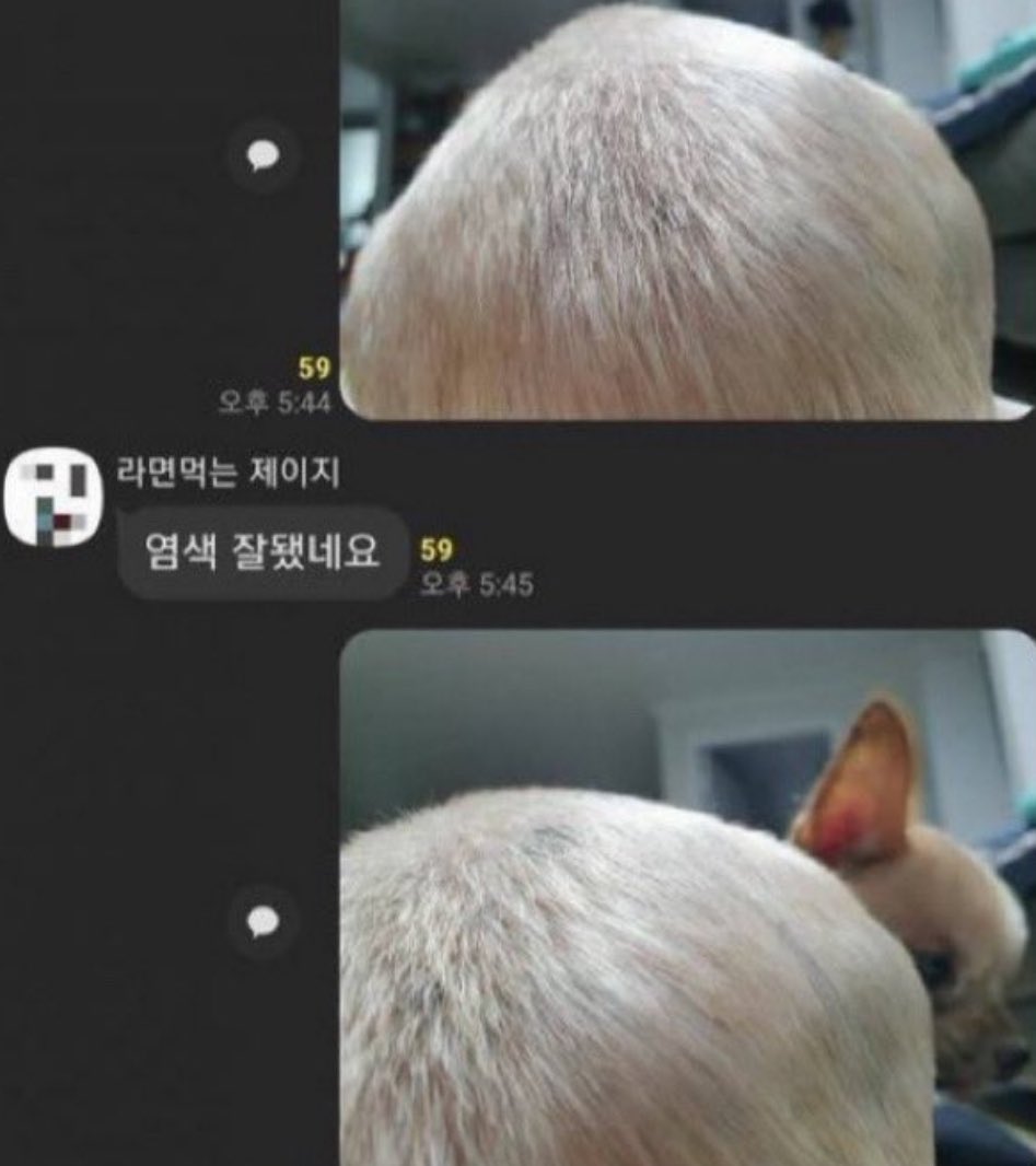 치와와 엉덩이