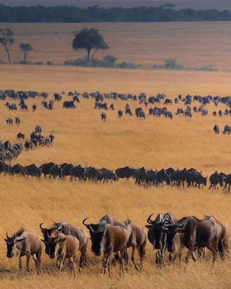 Serengeti National Park, Tanzania 🇹🇿