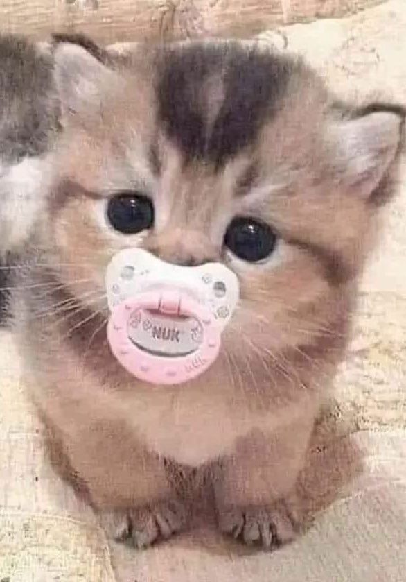 mm11_sm's tweet photo. ⠀∩＿∩
（ ｡･o･｡)つ━☆・*。
⊂　　 ノ 　　　・゜+.
　しーＪ　　　°。+ * 。
　　　　　　　　　.・゜
　　　　　　　　　゜｡ﾟﾟ･｡･ﾟﾟ。
　　　　　　　　　　ﾟ。　　｡ﾟ
　　　　　　　　　　　ﾟ･｡･ﾟ https://t.co/YAip2ySgkR