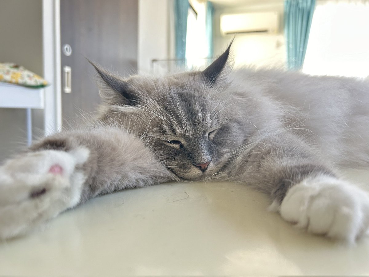 bastet_camera's tweet photo. 春のうたたね https://t.co/4UCcPQUrTr
