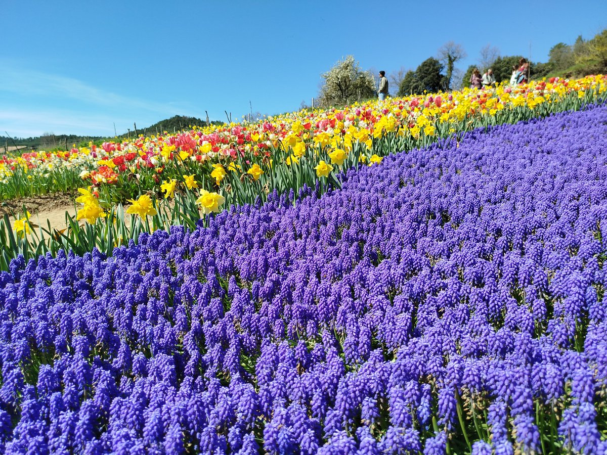 Francesc Romaní (@francescromani) on Twitter photo 