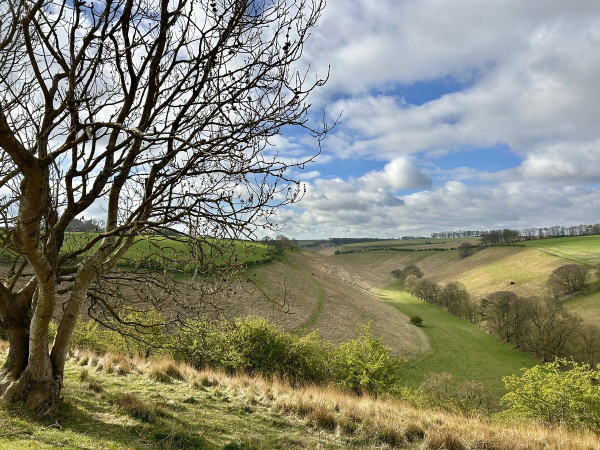 A Blustery Morning. 11°C with sunshine and cloud. Ewes on the hillside.