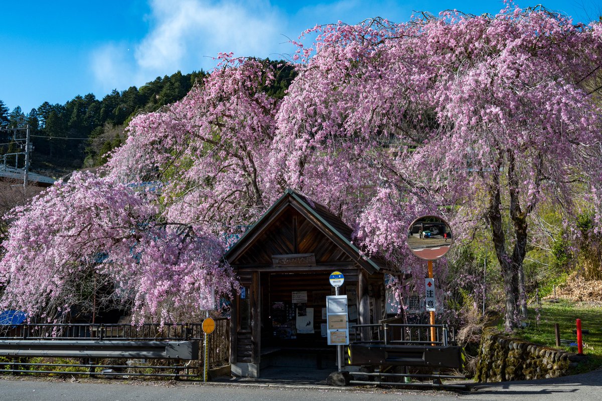 ZShincha's tweet photo. しばらくぶりに写真あげてみよう。桜とバス停の組み合わせがほのぼのして良かった。#nikon #写真好きな人と繫がりたい https://t.co/OqWdzAqMWf