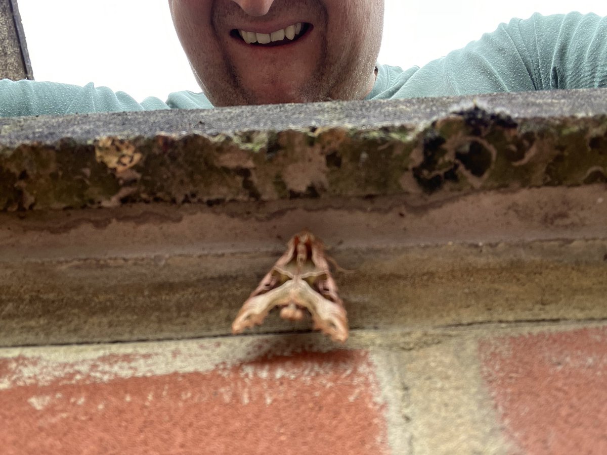 Inadvertent selfie with Angel Shades moth this morning.