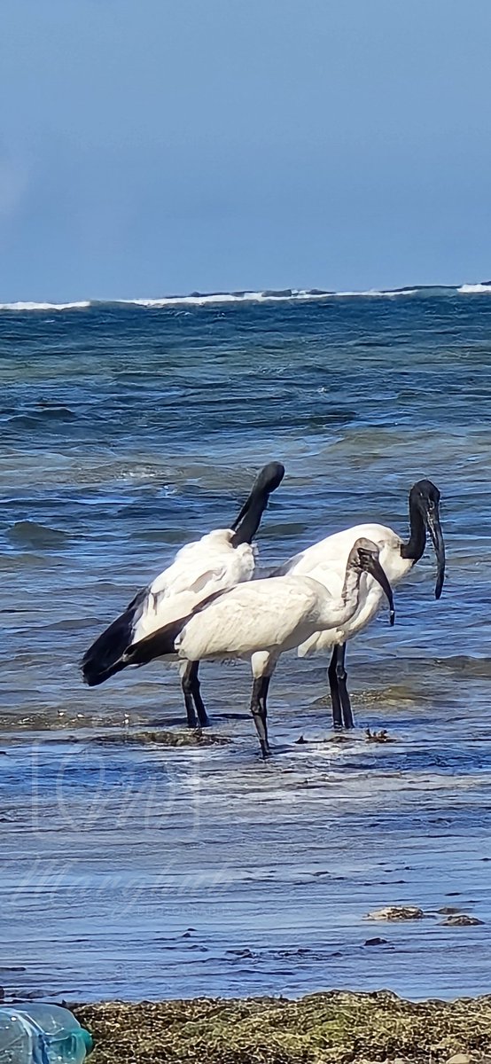 Sheikh Marghubali ๐ฐ๐ช (@sheikhmargub) on Twitter photo Zoomed in to catch these beach birds without startling them. It's not the best quality, but the moment was worth itโRT if you love wildlife! <a href="/Waimaimba/">Birds_of_Kenya</a>, your thoughts really matter here... Zoomed in to catch these beach birds without startling them. It's not the best quality, but the moment was worth itโRT if you love wildlife! <a href="/Waimaimba/">Birds_of_Kenya</a>, your thoughts really matter here...