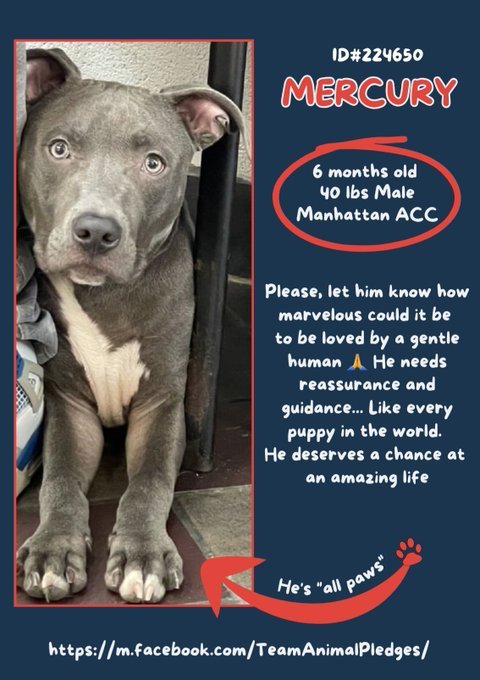 ❤️ New intake Mercury 6mths 224650 #Macc 
Adorable friendly playful pup needs reassurance guidance Time love Patience to grow into a happy healthy boy Dm <a href="/CathyPolicky/">Cathy Policky</a> #Pledge4Rescue #FostersSaveLives #AdoptMe 🐕💕