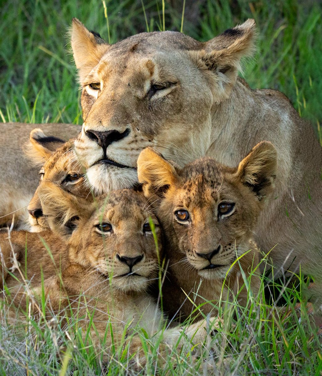 LION LOVERS tweet media