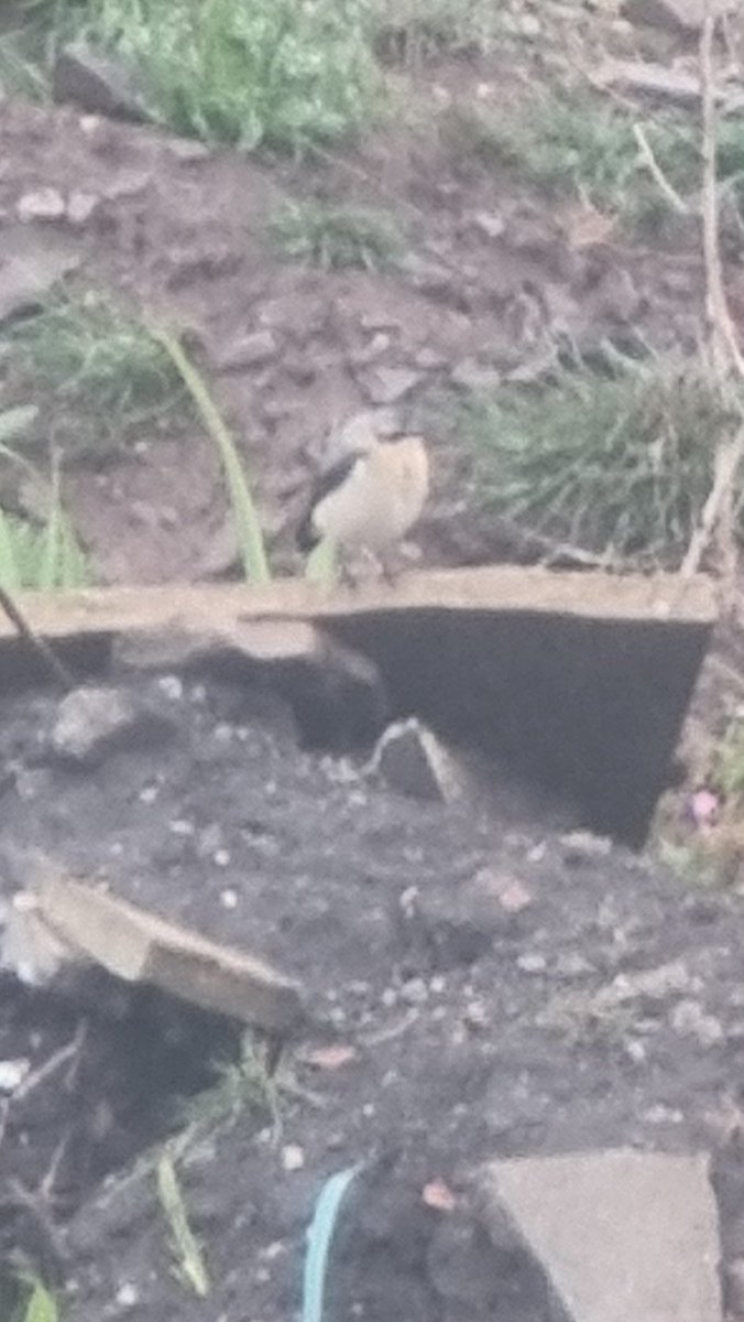 ReedRitz's tweet image. Newport: Caerleon flood- Wheatear on the spoil heap [W3W ///gaps.sleepy.large] this morning 1st of the year for patch #gwentbirds