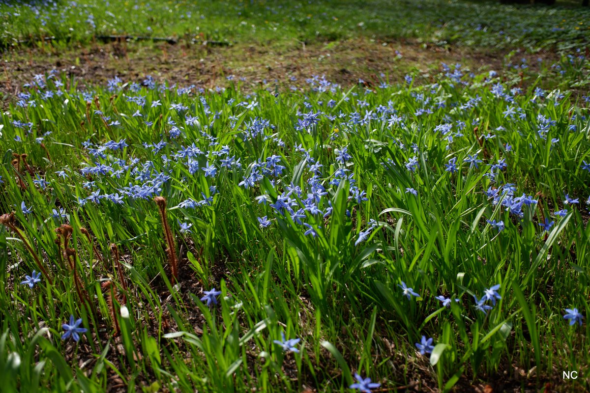 CherryNonFren's tweet photo. #spring #FujiFilm #Flowers https://t.co/NRy7XCMlac