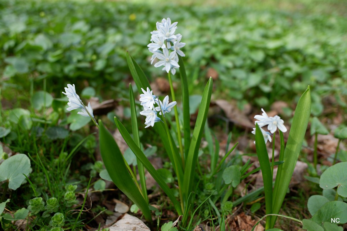 CherryNonFren's tweet photo. #spring #FujiFilm #Flowers https://t.co/NRy7XCMlac