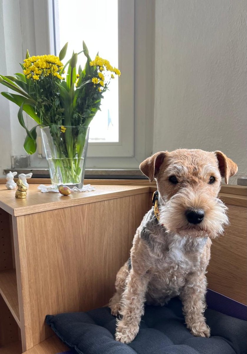 Hi pals 🐾  Am I chic enough for Easter? 🤔🪺🐣🌼