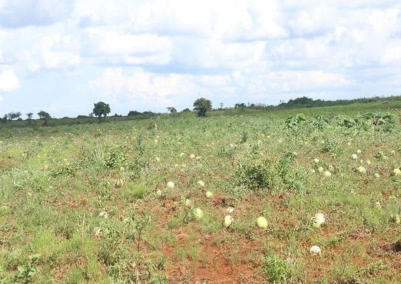 [Relire] A l’Extrême-nord du Cameroun, un ingénieur agronome spécialiste des pastèques: à 28 ans, Abdelkarim Ahmadou produit environ 2000 fruits tous les trois mois pour un revenu global de 800 000 F Cfa.

agripreneursdafrique.com/article/a-l-ex…