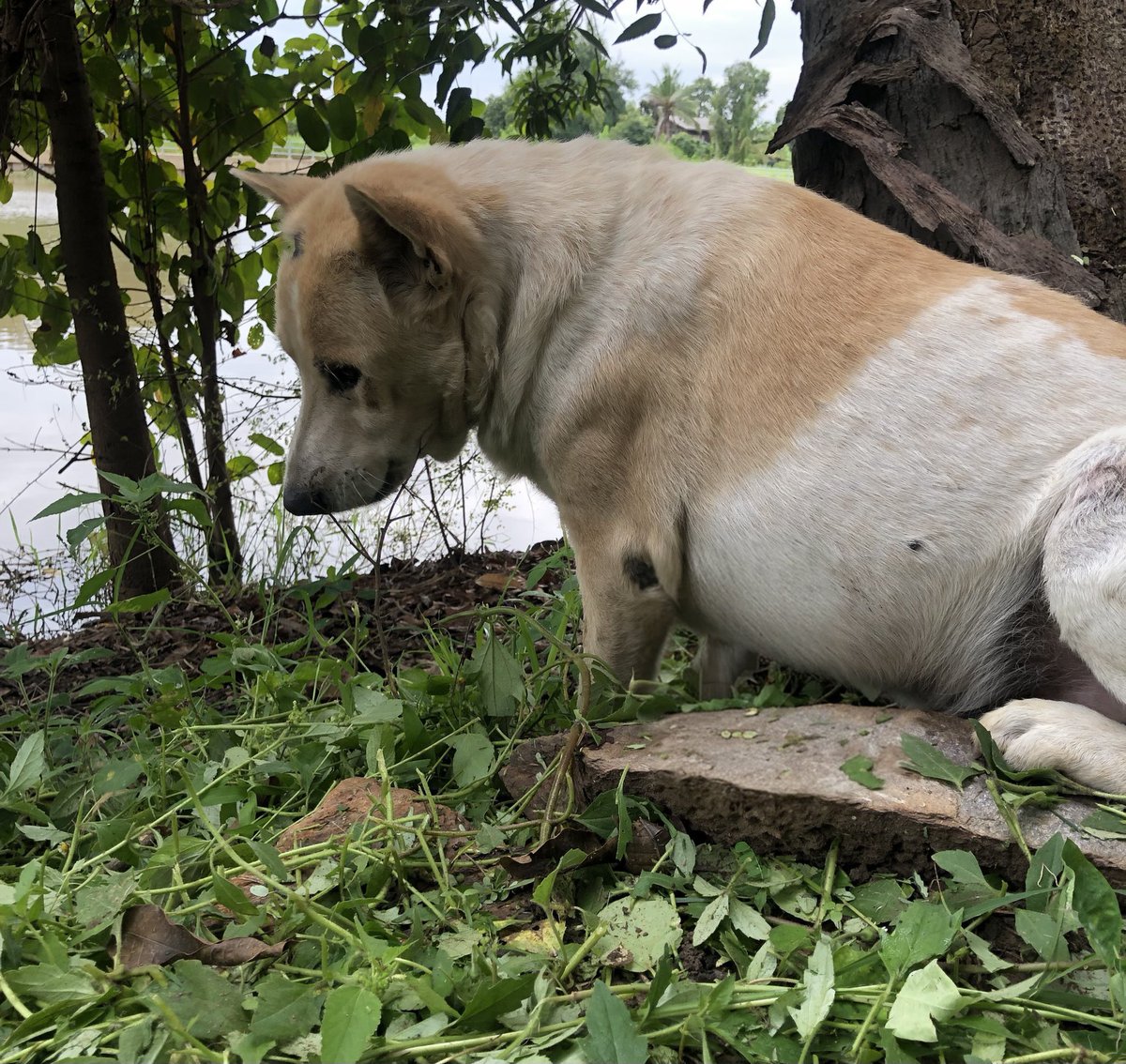 มองห่างตาแบบนี้ งอนอะไรผัวค้าป🐕🐕💦 #แนวน้องBOBO #แนวโบโบ้ #แนวสัตว์