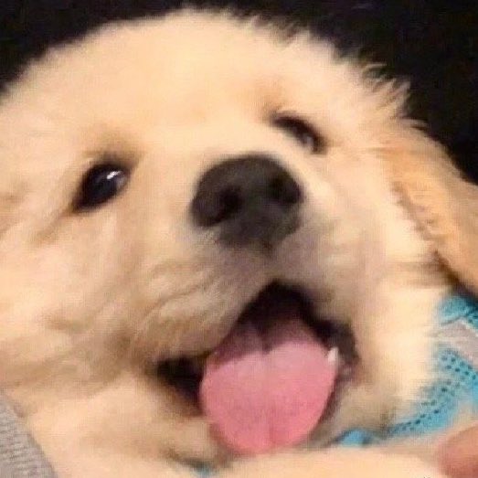 tiny jake tweet media