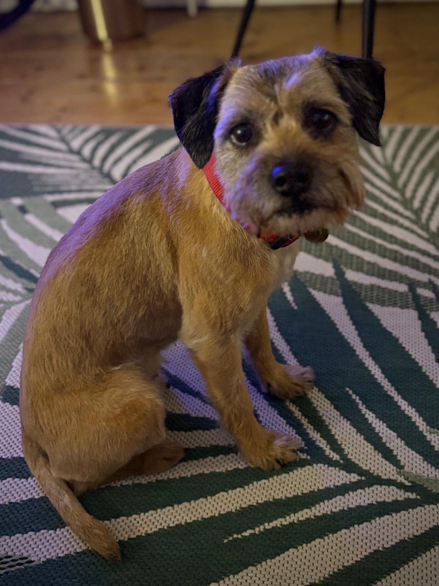 borderbella01's tweet photo. Pals!I’ve been the victim of the theft of my fur!M says I look smart again, but I think I’m still a scruff at heart. #BTPosse https://t.co/NsFEsGFfVt