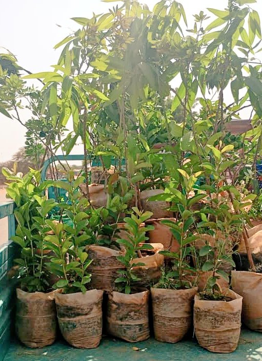 Étant une militante pour la préservation de l'environnement je vous encourage a planter des arbres et plus précisément des arbres fruitiers ☺️.

Pour vos besoins en plantes fruitières (citronniers , tangelos goyaviers manguiers etc.) pour vos vergers n'hésitez pas à me contacter