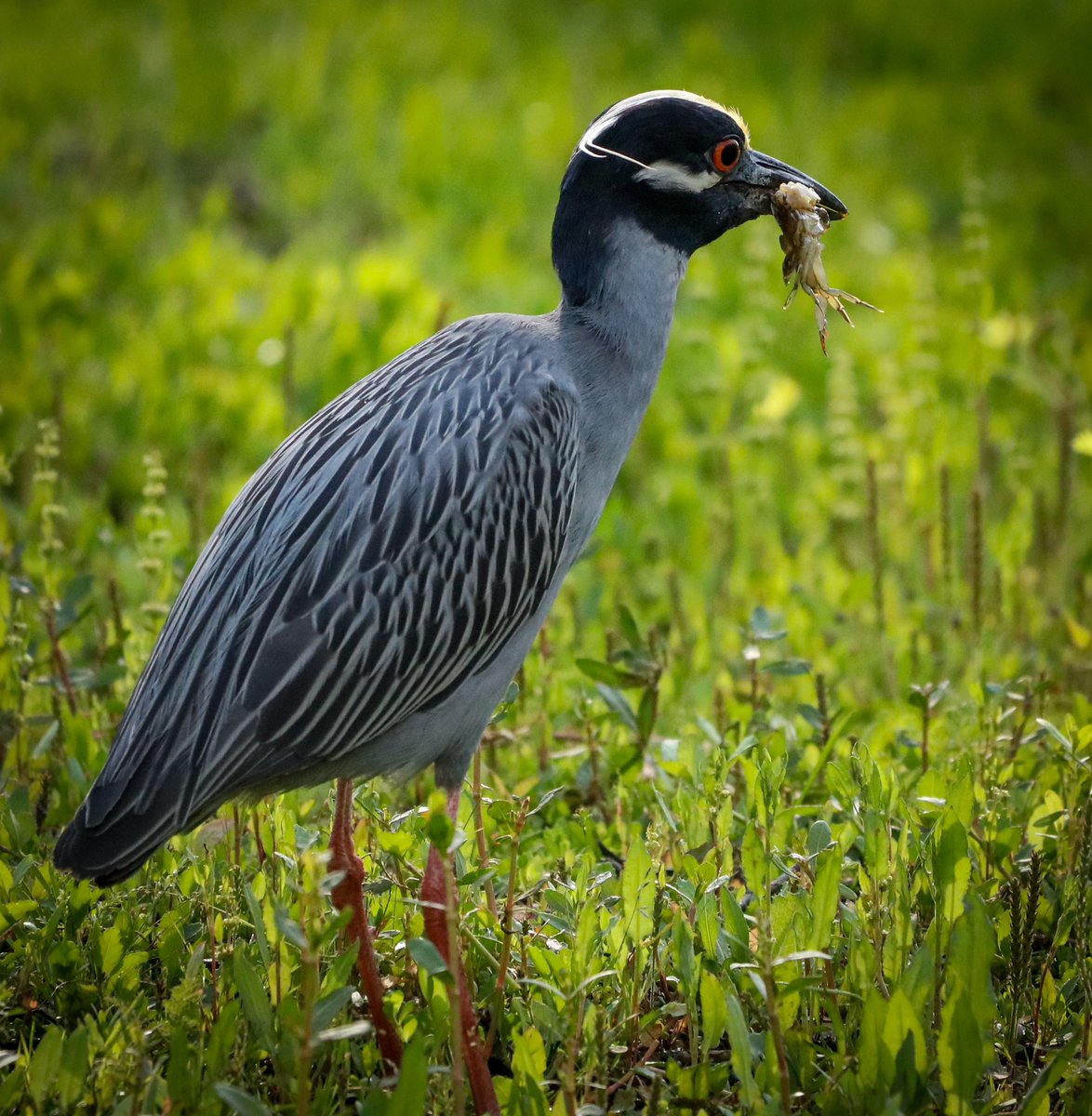 BeyondtheCastDP's tweet photo. Photographed a yellow-crowned night heron nail a crab like a pro—straight out of the marsh and into its beak. Nature doesn’t miss. #birding #coastalwildlife #Galveston #naturephotography #heron https://t.co/AUAZmxFX2Y