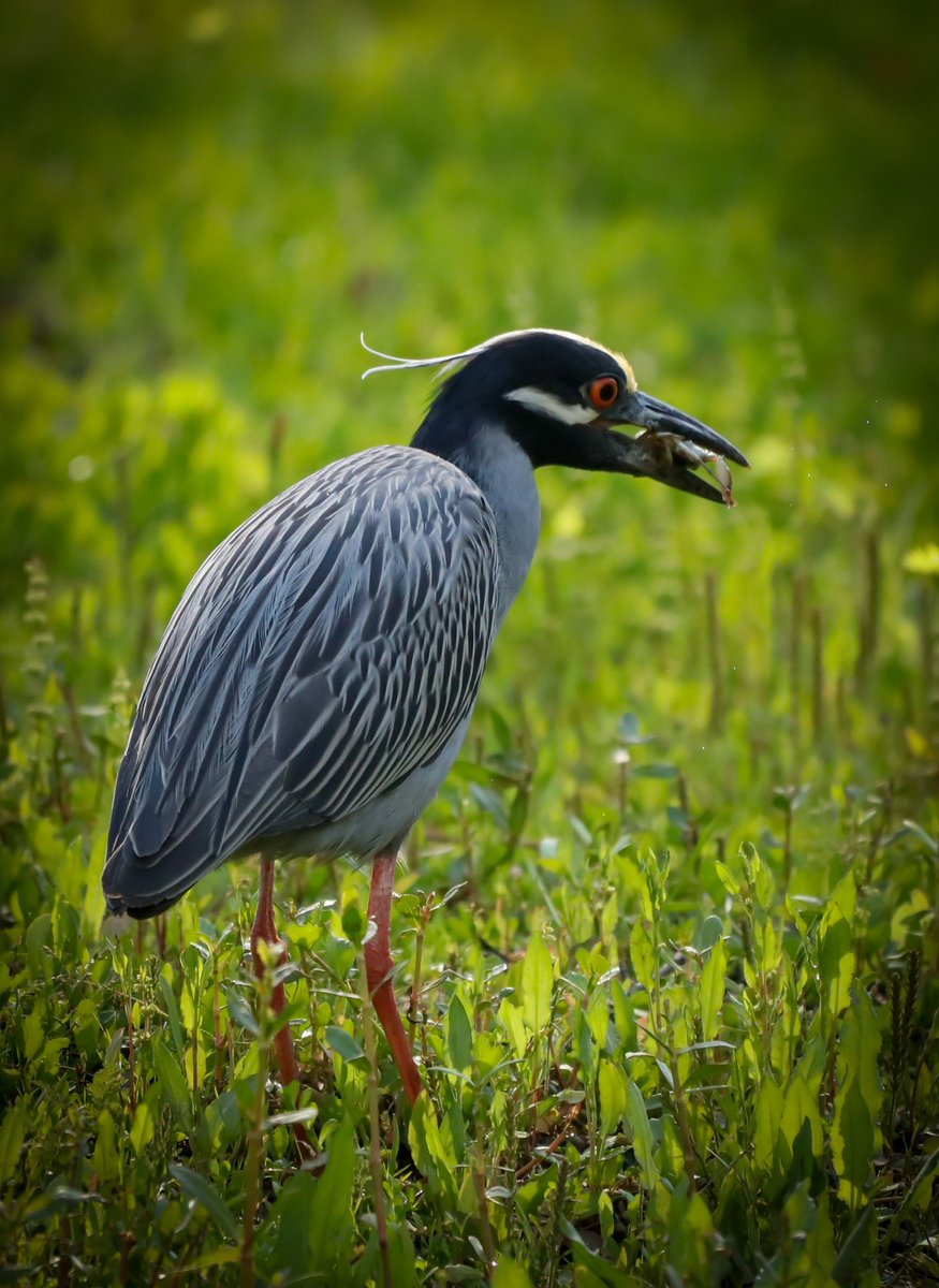 BeyondtheCastDP's tweet photo. Photographed a yellow-crowned night heron nail a crab like a pro—straight out of the marsh and into its beak. Nature doesn’t miss. #birding #coastalwildlife #Galveston #naturephotography #heron https://t.co/AUAZmxFX2Y