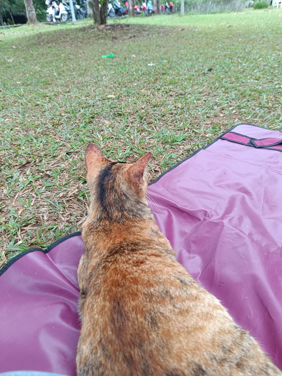 anggitasekarl's tweet photo. Kalsel nih. Banyak yang piknik juga. https://t.co/qCqloxsZJJ