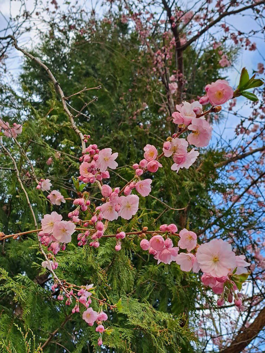 RusEmbIndia's tweet photo. 🥰 Spring mood has come to the #Tsaritsyno Museum-Reserve ✨
#VisitMoscow
#VisitRussia https://t.co/ZnFGhhweJv