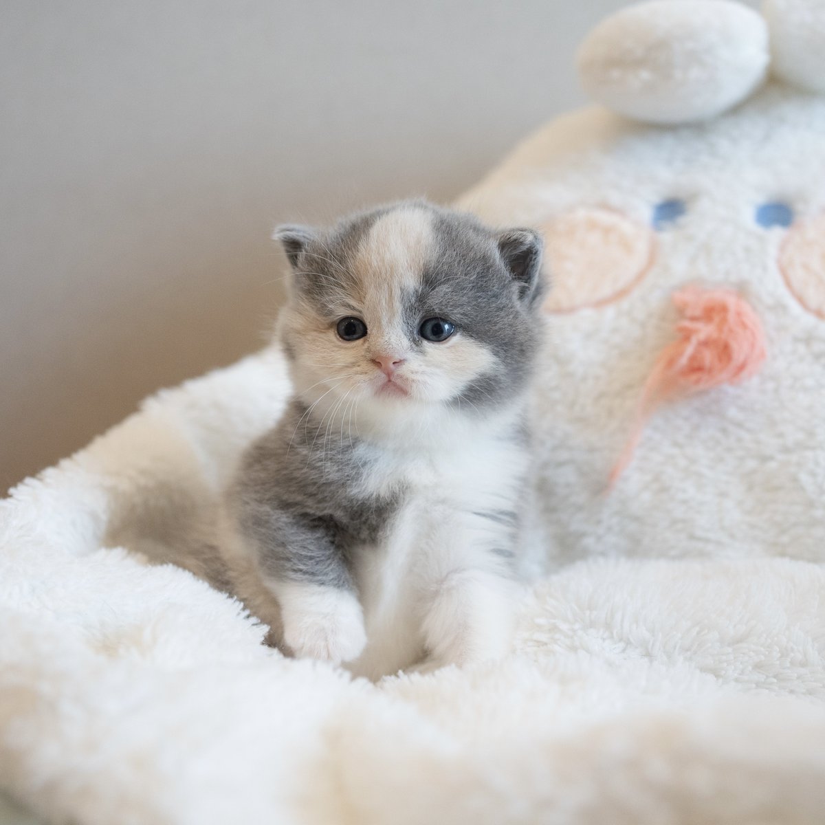 หนูนิดมีน้องเป็นโหล tweet media