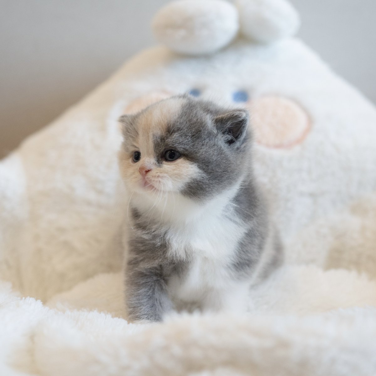 หนูนิดมีน้องเป็นโหล tweet media