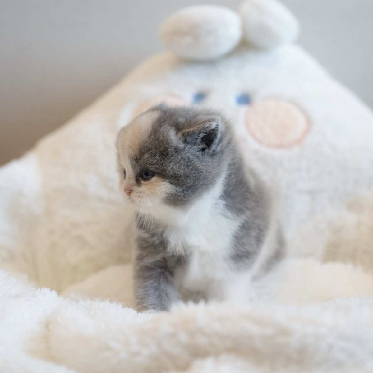 หนูนิดมีน้องเป็นโหล tweet media