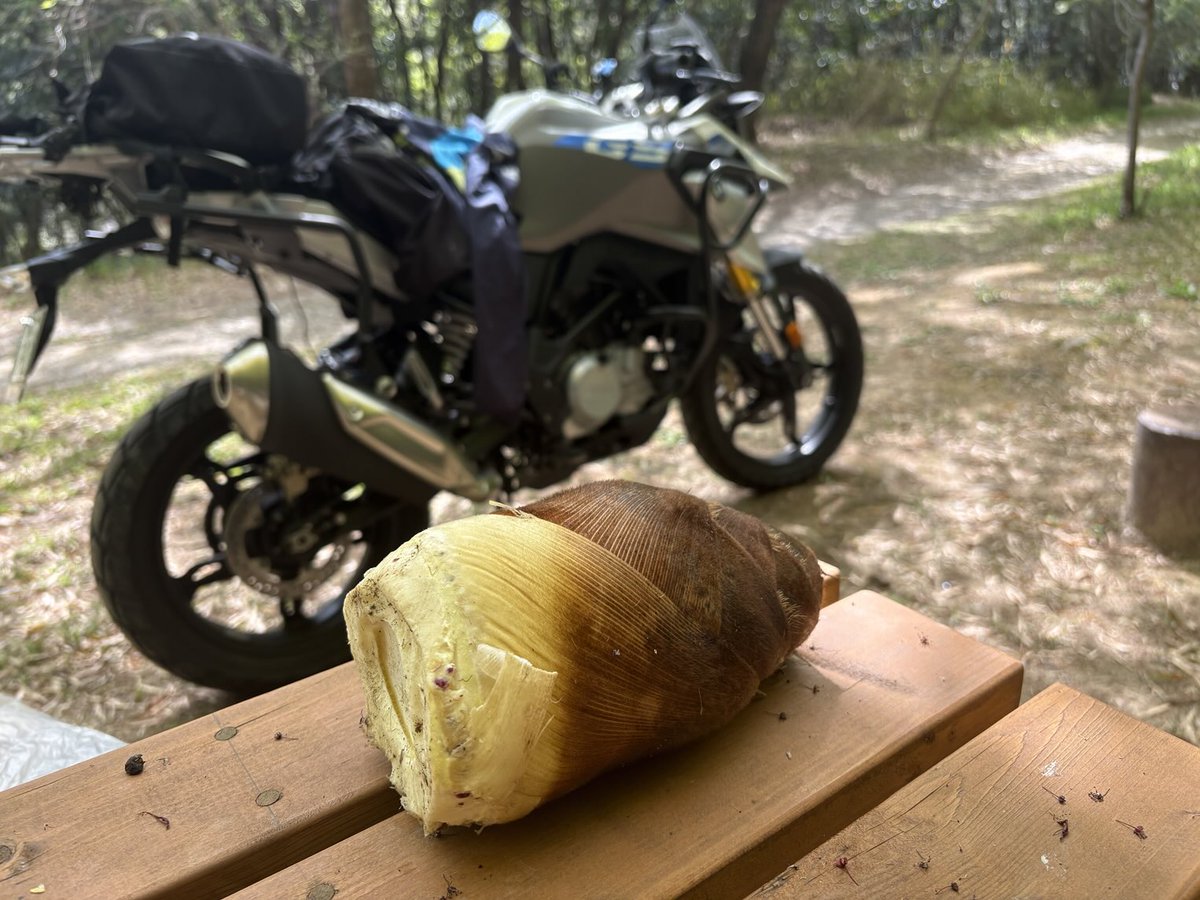 BlueG310gs's tweet photo. 林道が爽やかで筍も取れて最高👍 https://t.co/5uO9emraZe