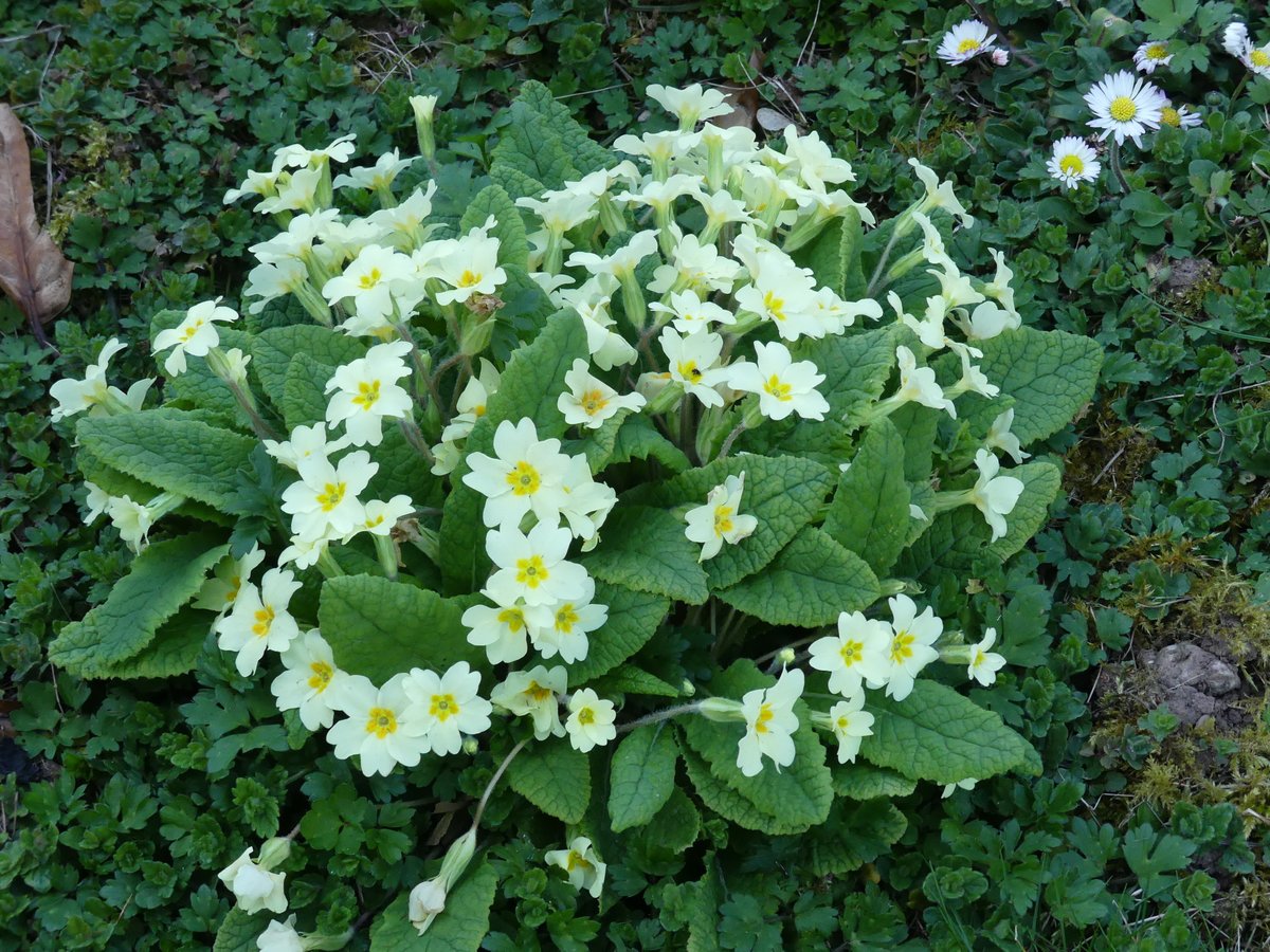 CarolineIrwin3's tweet photo. #PrimroseDay Primula vulgaris from a Herefordshire churchyard. https://t.co/tp4RB2AvtB