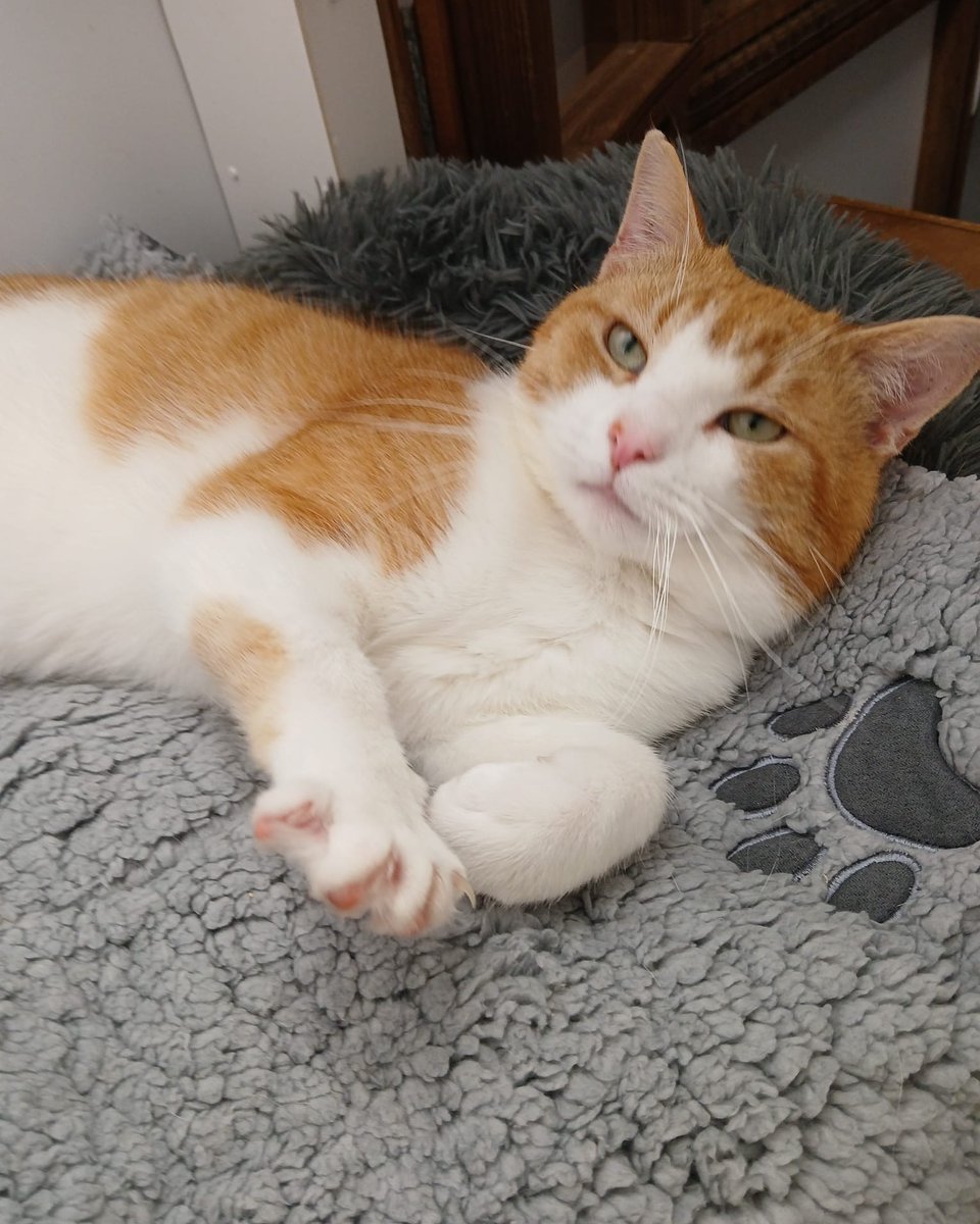Cats Protection (@catsprotection) on Twitter photo Sweet Milo is a lovely two-year-old boy who is still waiting for his perfect owner at <a href="/HalesowenCats/">Cats Protection</a>. Milo loves his food and playtime with his favourite fishing rod toy. Could he be the missing piece in your family? Learn more about adopting him here: spr.ly/AdoptMilo Sweet Milo is a lovely two-year-old boy who is still waiting for his perfect owner at <a href="/HalesowenCats/">Cats Protection</a>. Milo loves his food and playtime with his favourite fishing rod toy. Could he be the missing piece in your family? Learn more about adopting him here: spr.ly/AdoptMilo