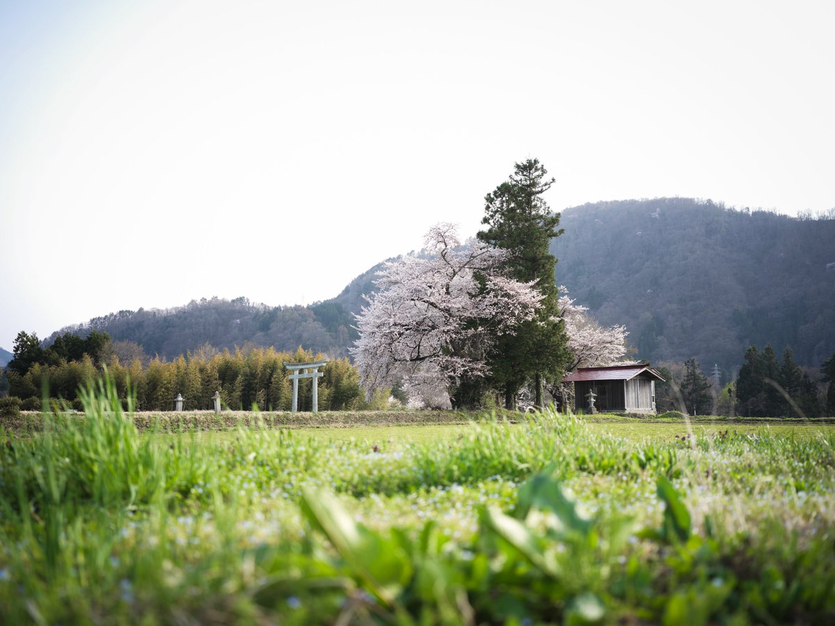 kazuyank's tweet photo. 桜を追いかけて福島までドライブ。
晴天、桜は散り際の満開、見事です。嫁さんも連れてくればよかったなー。
FUJIFILM GFX100RF
Hasselblad X2D 100C + XCD 45mm F4P
#fujifilm #gfx100rf #hasselblad #x2d #xcd45p #fukushima https://t.co/GpHoj1eBrX