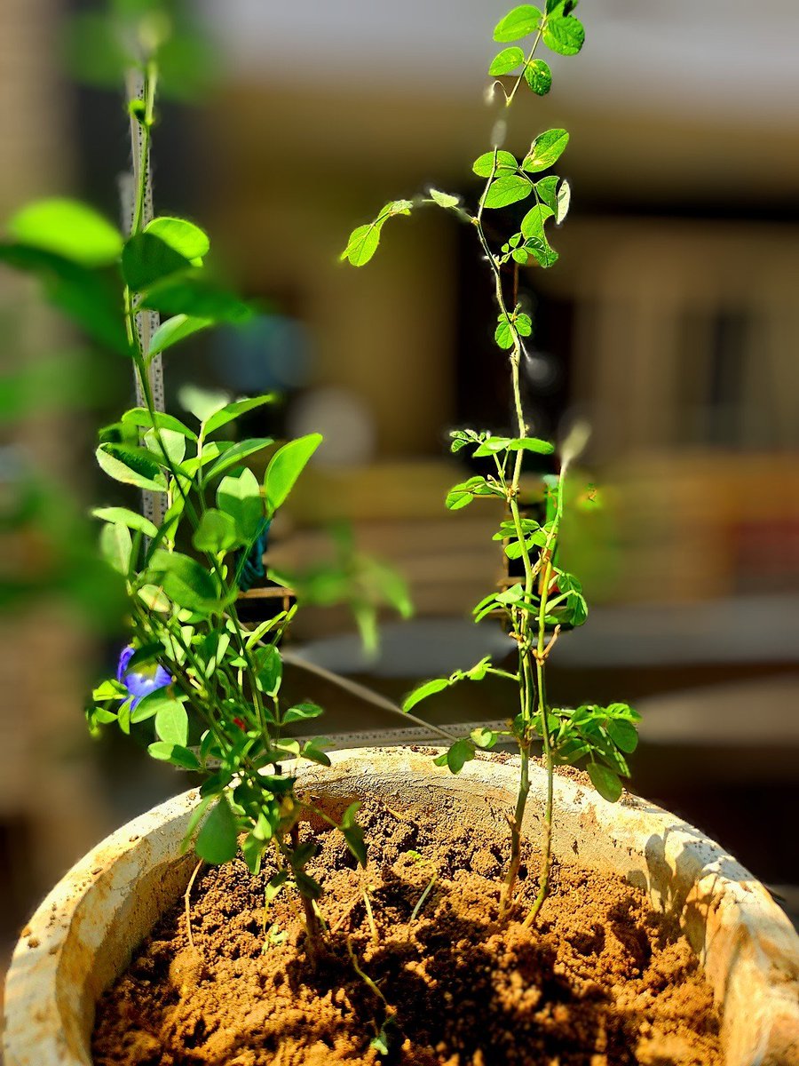 I planted a gorgeous plant today! You guys should totally plant something on your special day.
 it'll make you way happier, and make your special day more awesome. So Plant something to boost your  love, happiness, care, and respect are flourishing daily.
♾️❤️♾️
#Amerprem