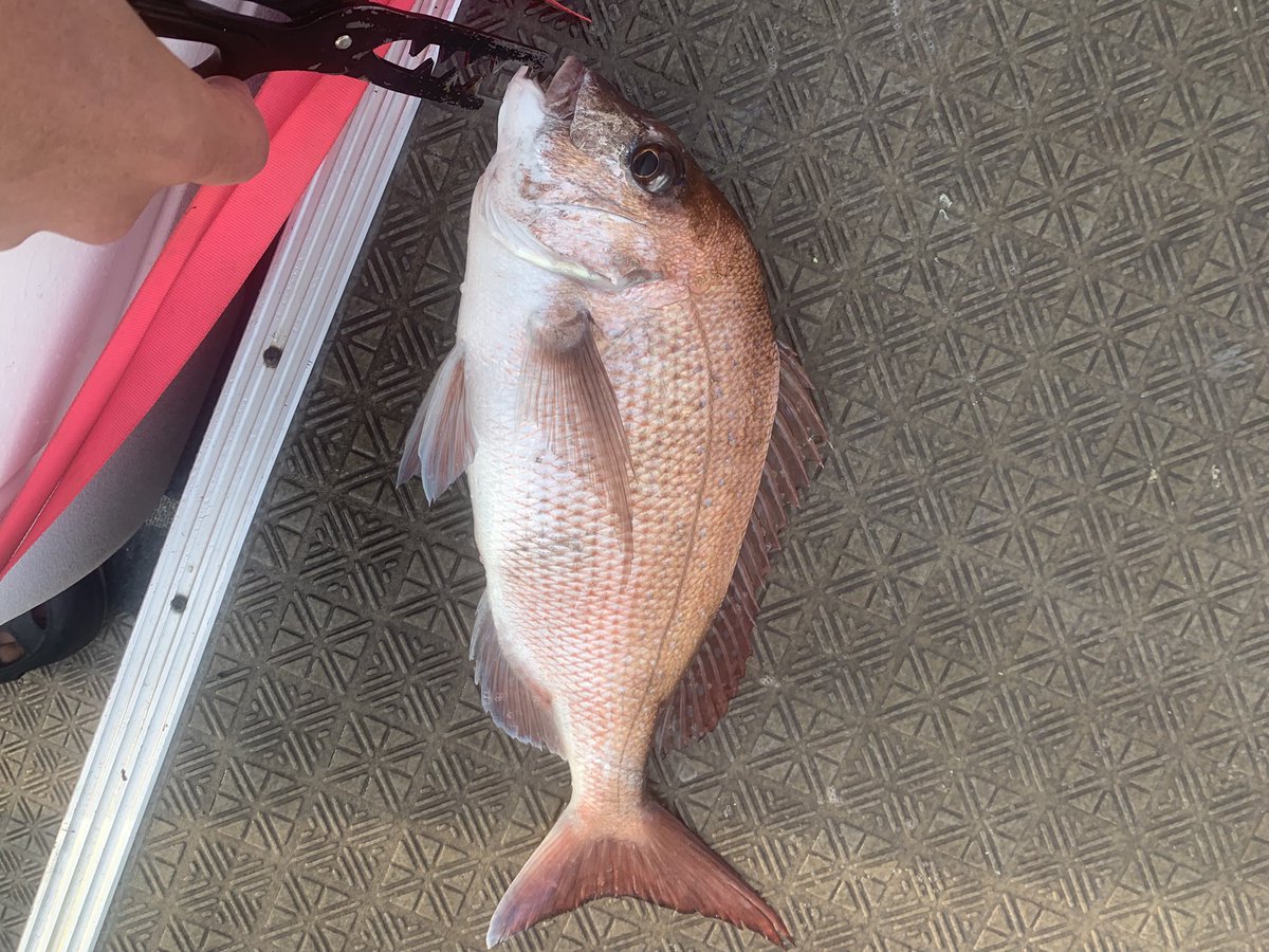 tanuki5544's tweet photo. タイジグなんとか釣れました。
めっちゃバラし多かったのでフックのセッティング見直さないとですね。

#タイジグ
#湾ナビ https://t.co/M0eRwcjBOB