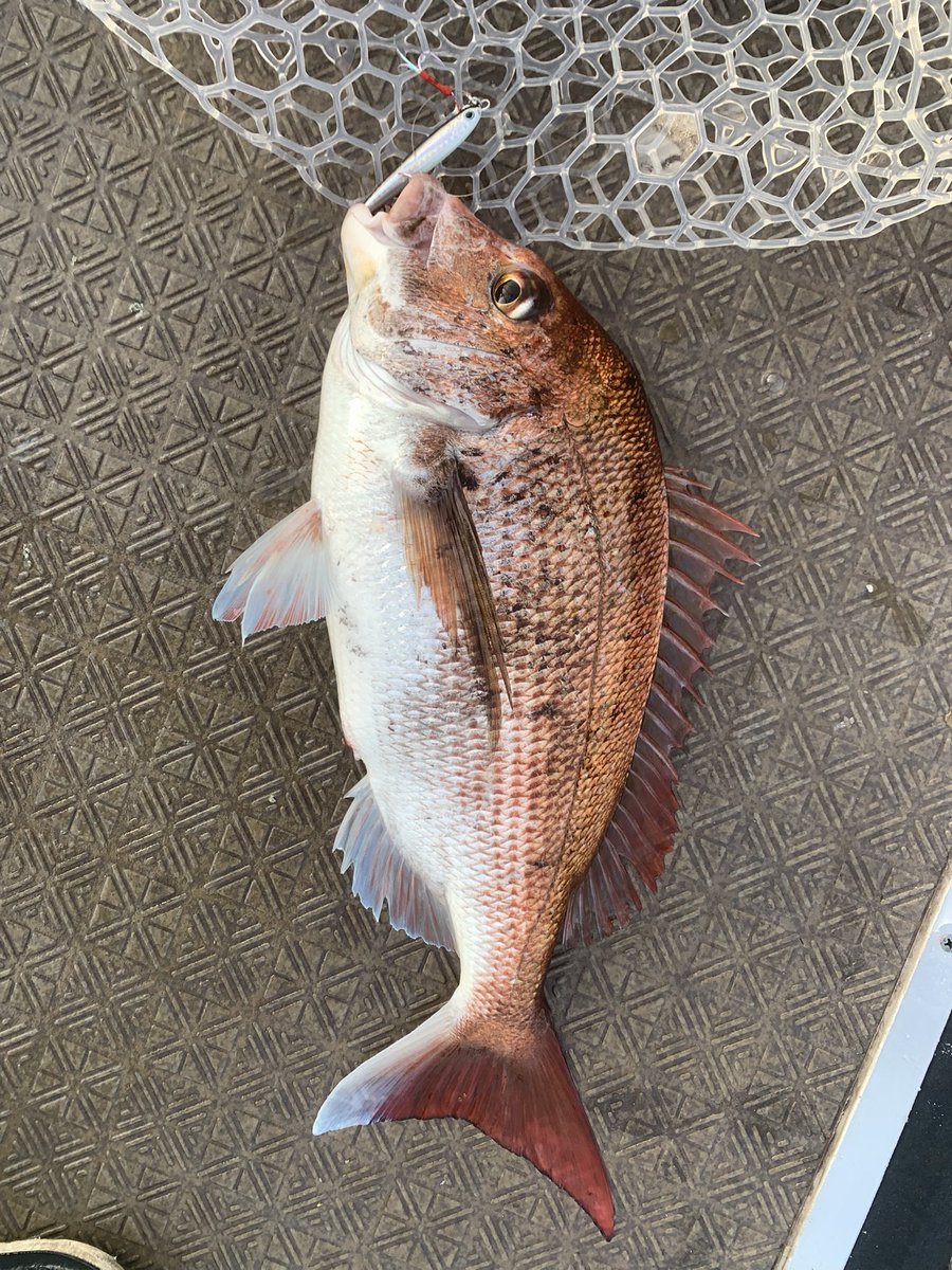 tanuki5544's tweet photo. タイジグなんとか釣れました。
めっちゃバラし多かったのでフックのセッティング見直さないとですね。

#タイジグ
#湾ナビ https://t.co/M0eRwcjBOB